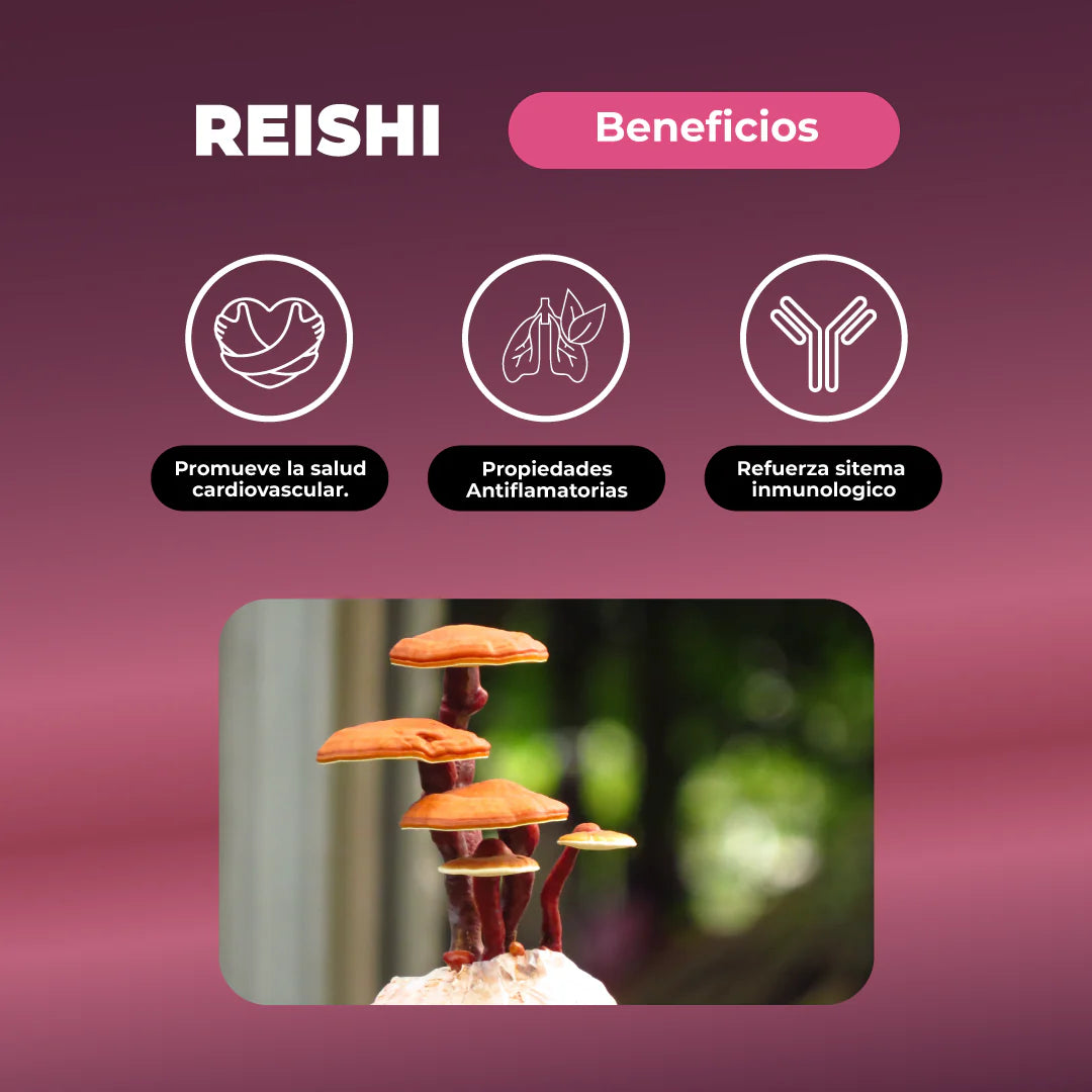 Pack Equilibrio Mental y Bienestar - Melena De Leon + Reishi